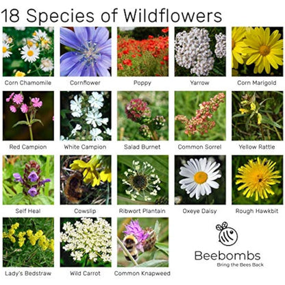 Official Beebombs Wild Flower Seeds UK Native Mix - Handmade in Dorset Wildflower Meadow Seed Balls, Bee Gifts, Gift for Gardener, 21sqft Coverage