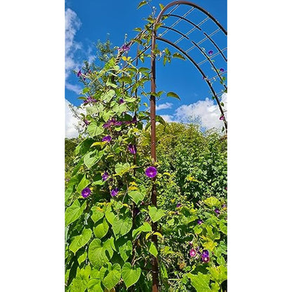 Louis Mill 3006Arch For Climbing Plants Metal Antique Iron 180x 50x 250cm