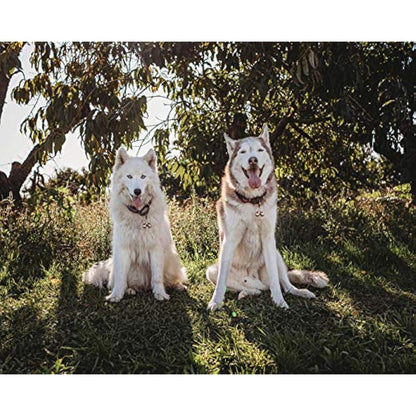 Beau's Bells 2 Extra Loud Cat & Dog Bells | Pet Tracker | Save Birds & Wildlife Handmade Copper (Large)