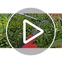 Kimura® Pro Telescopic Garden Shears - Premium Hedge Shears, Patented Gearing Technology, Lightweight Extendable Aluminium Handles, Japanese SK5 Steel Blades, Heavy Duty Gardening Shears - 630-820mm