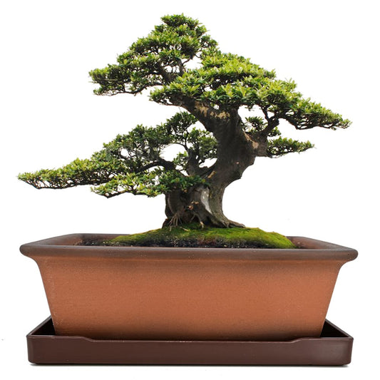MUZHI Decorative Ceramic Bonsai Planter Pot 8.5 Inch with Tray, Breathable Unglazed Rectangle Terracotta Clay Pot for Tree Succulent Cactus Indoor