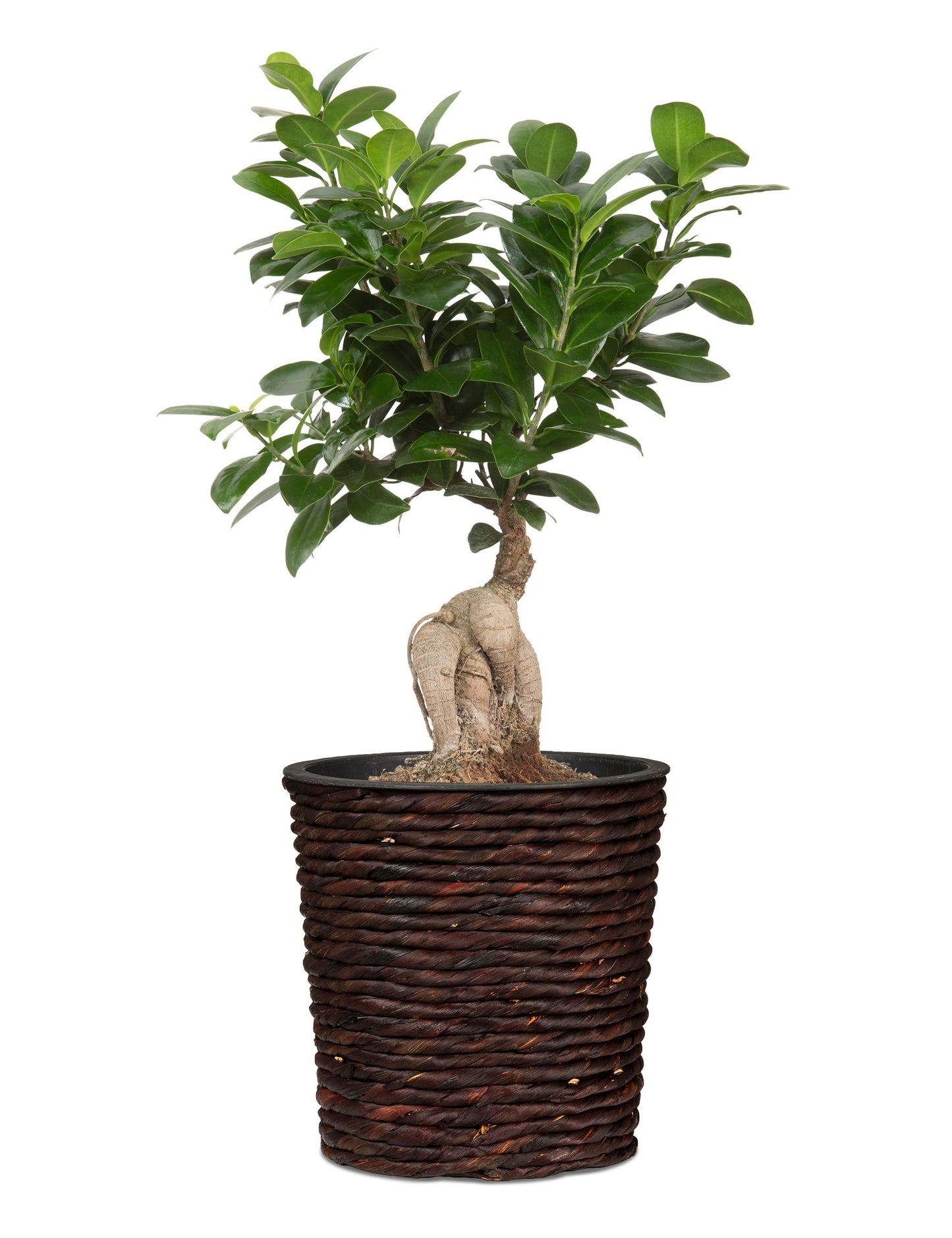 Scheurich Water Hyacinth 34 Basket/Basket Planter/Basket Pot Made of Water Hyacinth Colour: Brown, 34 cm Diameter, 31 cm High, 34.1 L Vol.