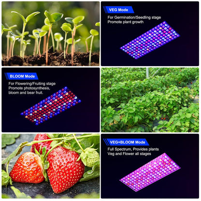 2024 Newest BW2000 LED Grow Lights Double Chips Full Spectrum with 3-Metre Cable for Greenhouse and Indoor Plant Veg and Flower GrowingWhite