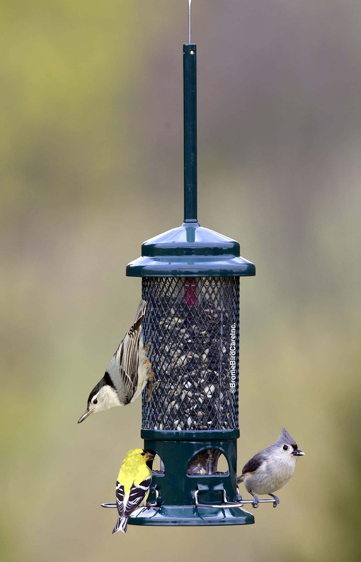 Squirrel Buster Standard Squirrel-proof Bird Feeder w/4 Metal Perches, 1.3-pound Seed Capacity