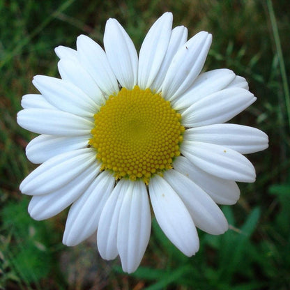 UK 100% Wild Flower Seed Mix Annual & Perennial Meadow Plants Attracts Bees & Butterfly 500g Pure Wildflower Seeds Mix 3