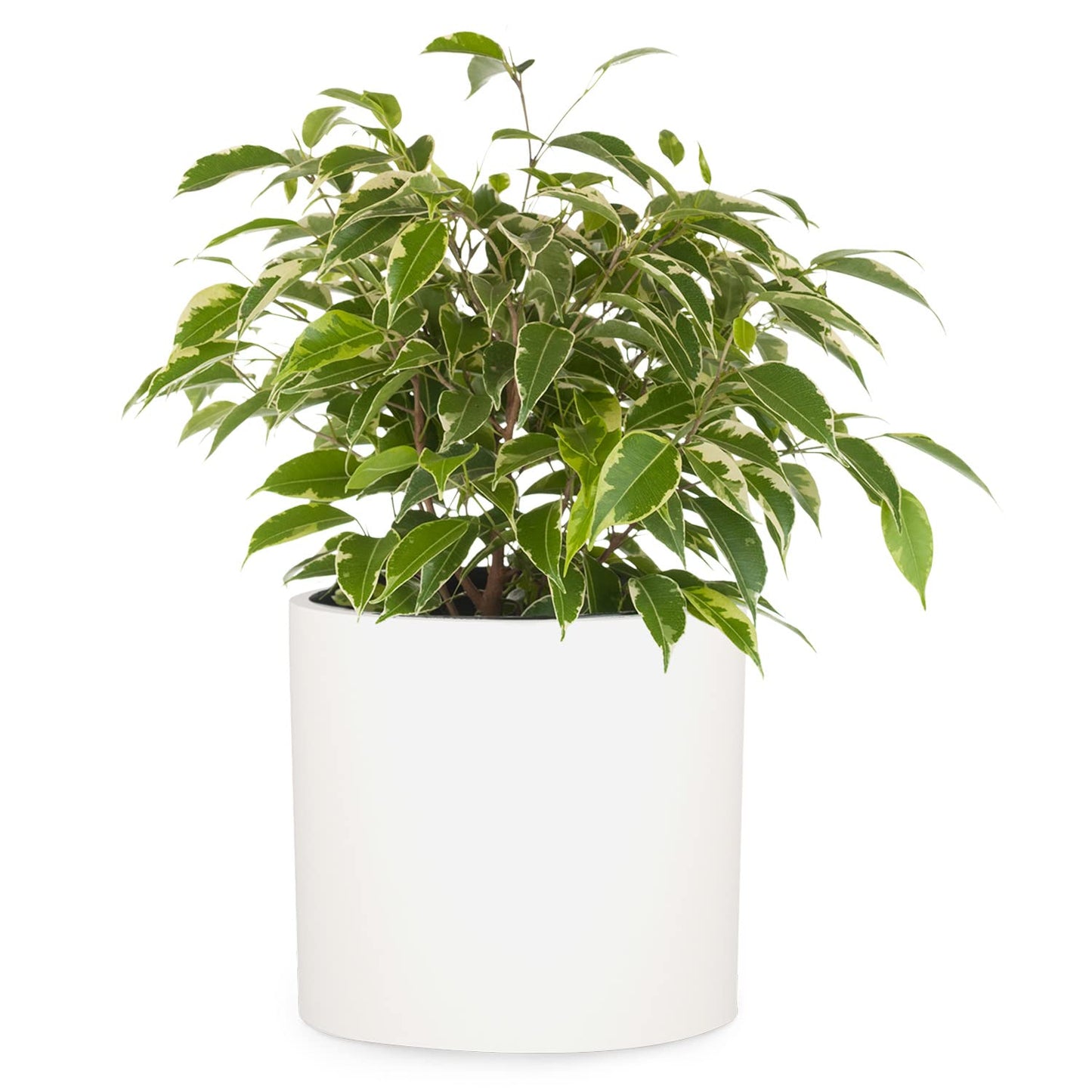 Fox & Fern Plant Pot, Large Plant Pots for Indoor & Outdoor, UV & Frost Resistant Plant Vase with Drainage Plug, Fiberstone, Large Indoor Pots for