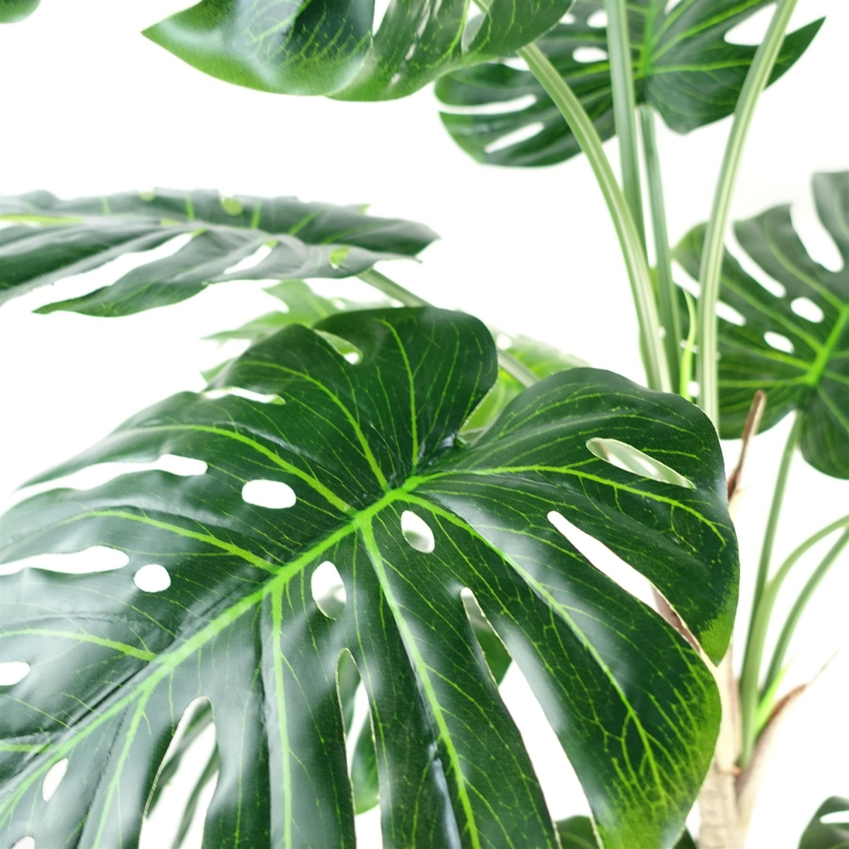 150cm (5ft) Luxury Monstera Plant Black Pot Gold Metal Planter