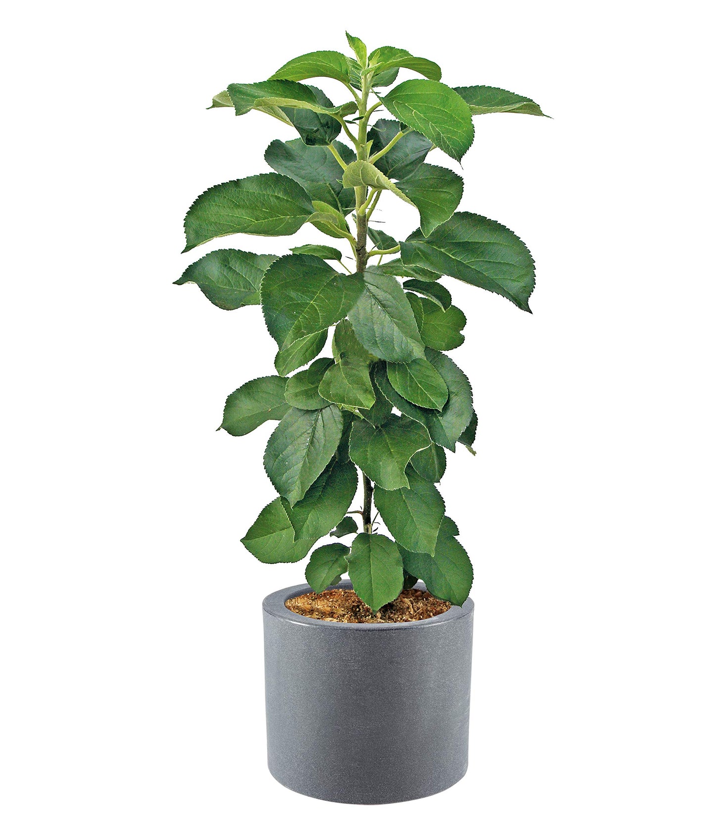 Dehner Cube Planters with Built-in Wheels, Diameter 40 cm, Plastic, Anthracite