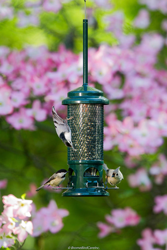Squirrel Buster Standard Squirrel-proof Bird Feeder w/4 Metal Perches, 1.3-pound Seed Capacity