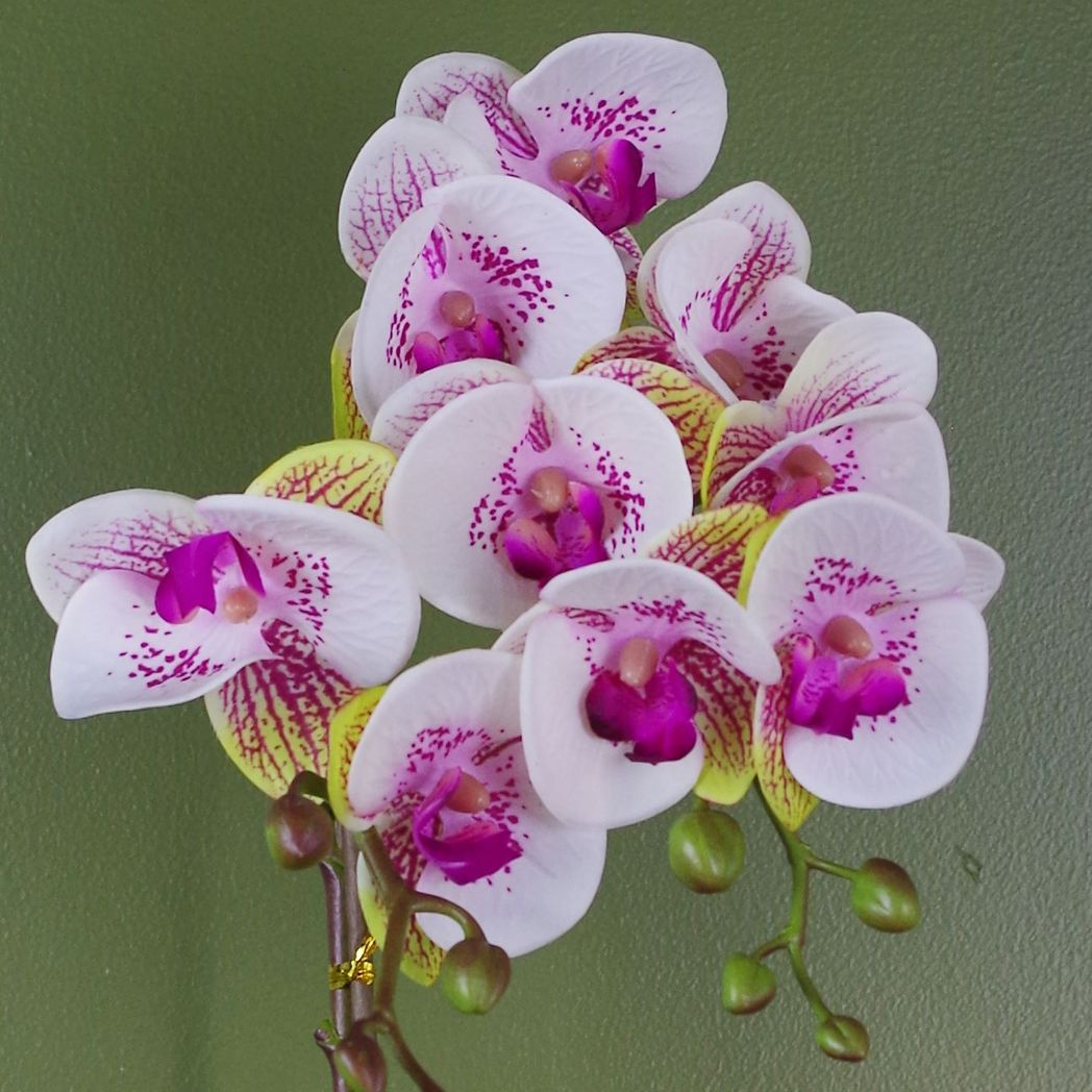 48cm Harlequin Orchid Artificial Pink with Gold Pot