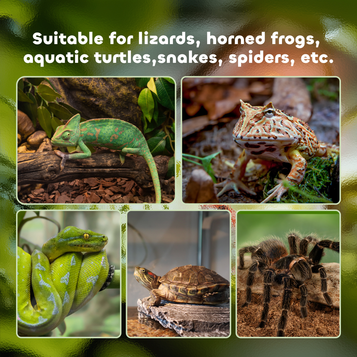 50 x 30 x 35 cm Reptile Terrarium for Lizards, Horned Frogs, Snakes, Black
