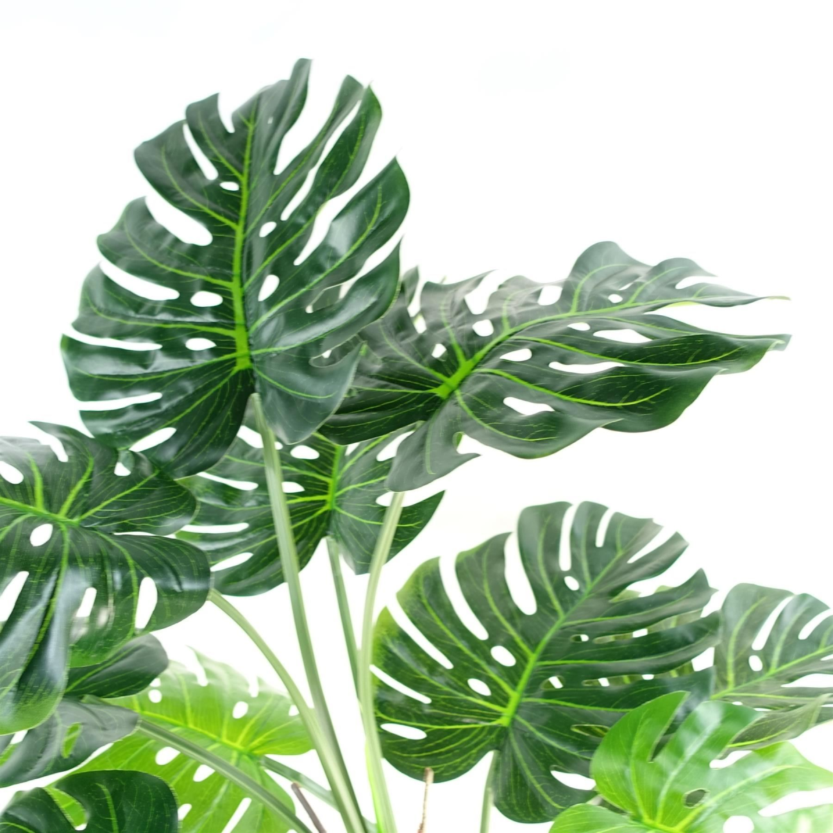 150cm (5ft) Luxury Monstera Plant Black Pot Silver Metal Planter