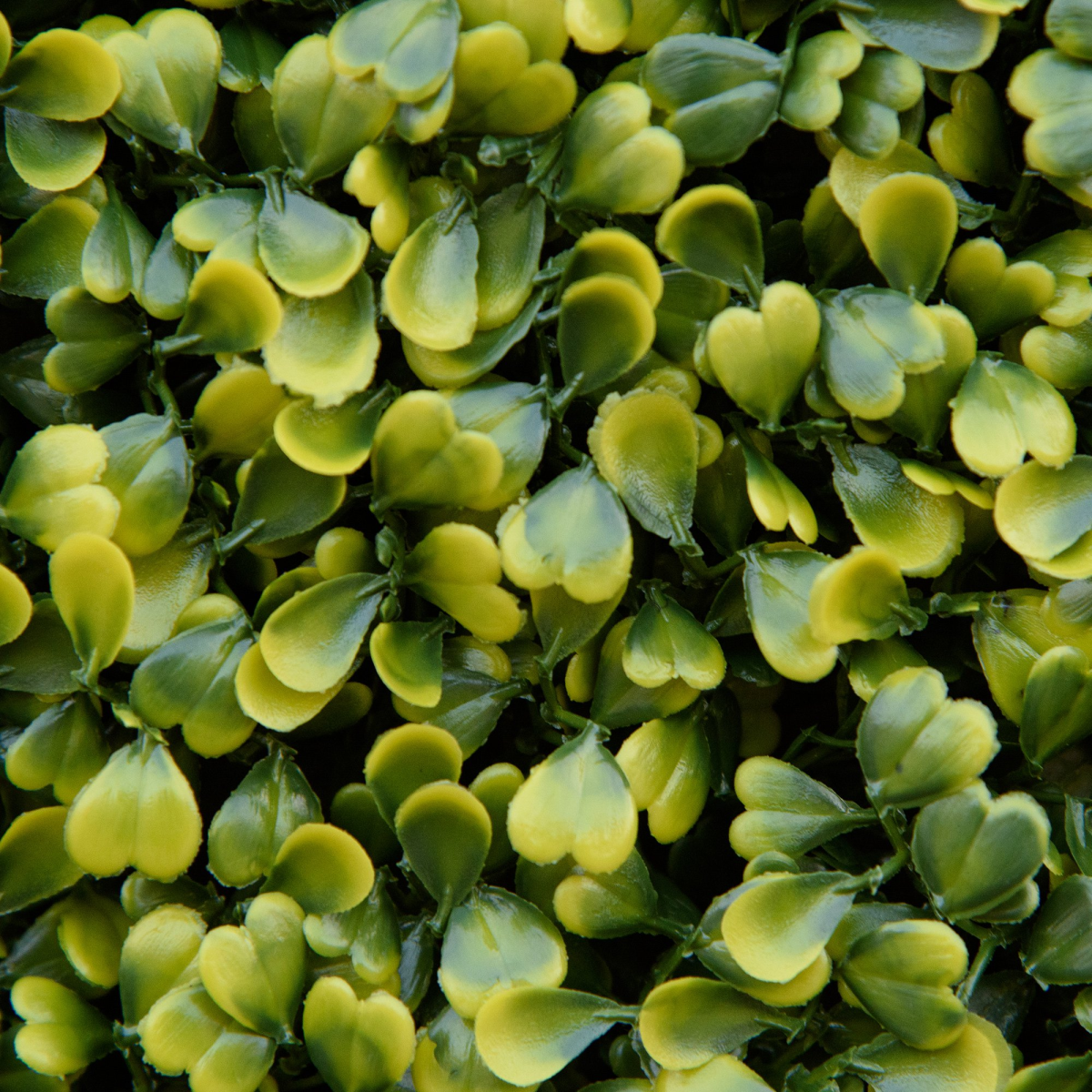 12PCS Artificial Boxwood Wall Panels 20" x 20" Grass Privacy Fence Screen