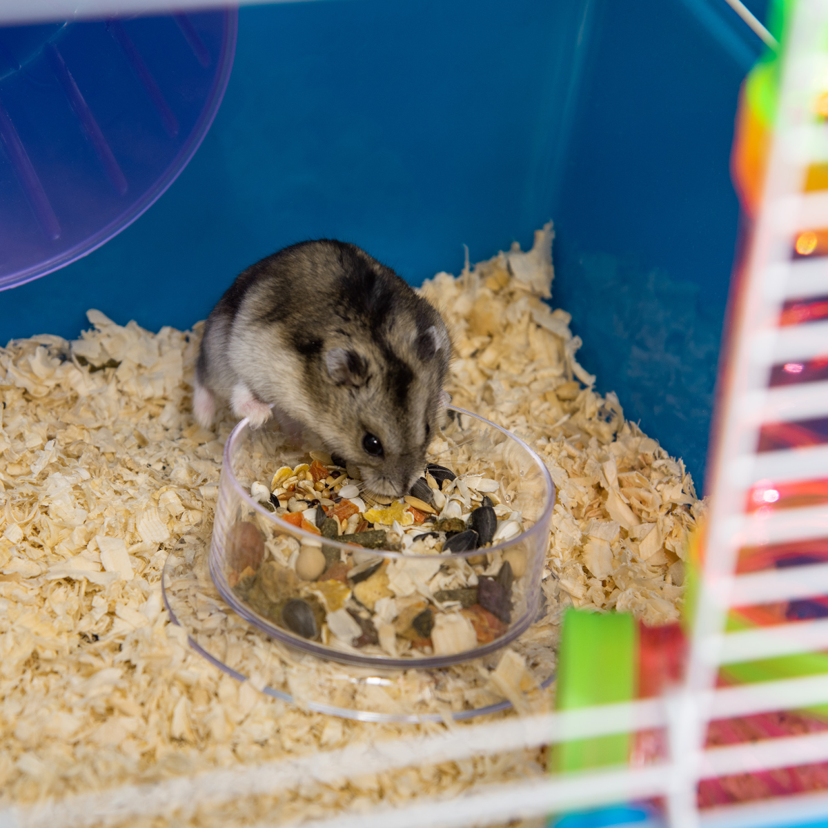 Five-Level Hamster Cage w/ Tubes, Water Bottle, Exercise Wheel, Ramps - Blue