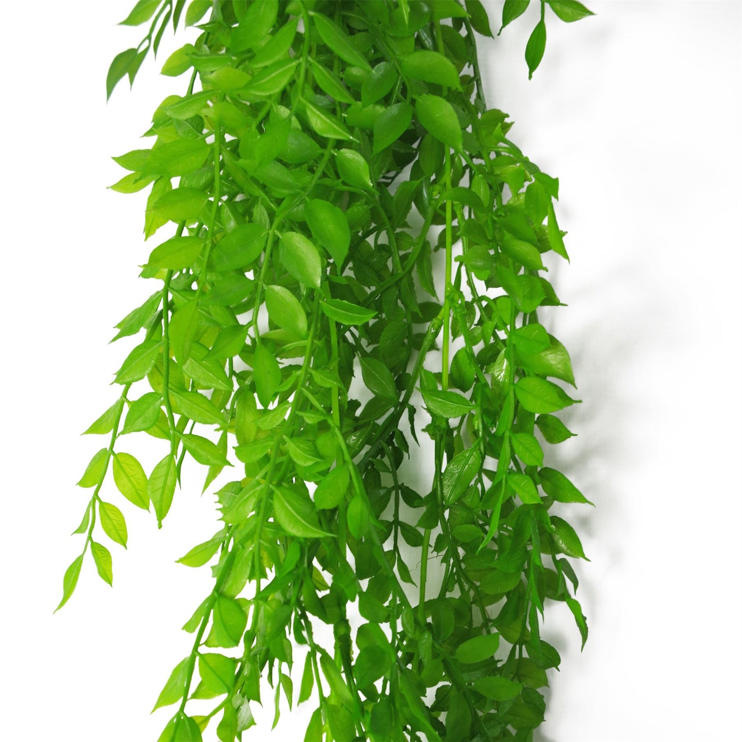 6 x 100cm Hanging String of Pearls Fern Plant Light Green