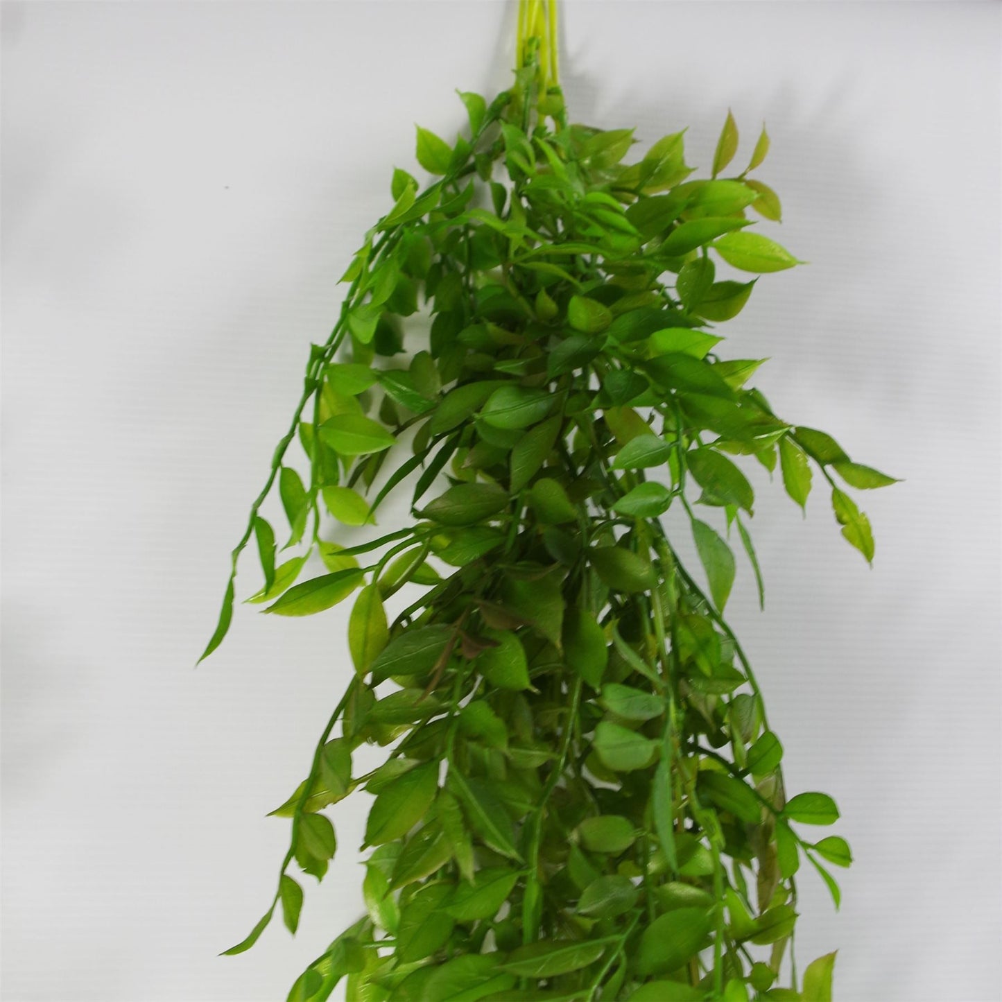 6 x 100cm Hanging String of Pearls Fern Plant Dark Green
