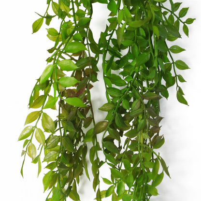 6 x 100cm Hanging String of Pearls Fern Plant Dark Green