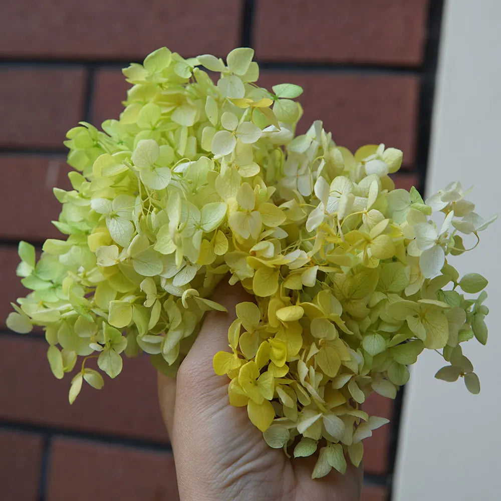 Anna Hydrangea (Color 123-164) Flowers Little Leaves Preserved Hydrangea Home Decor DIY Material Epoxy Resin Handmade Flowers