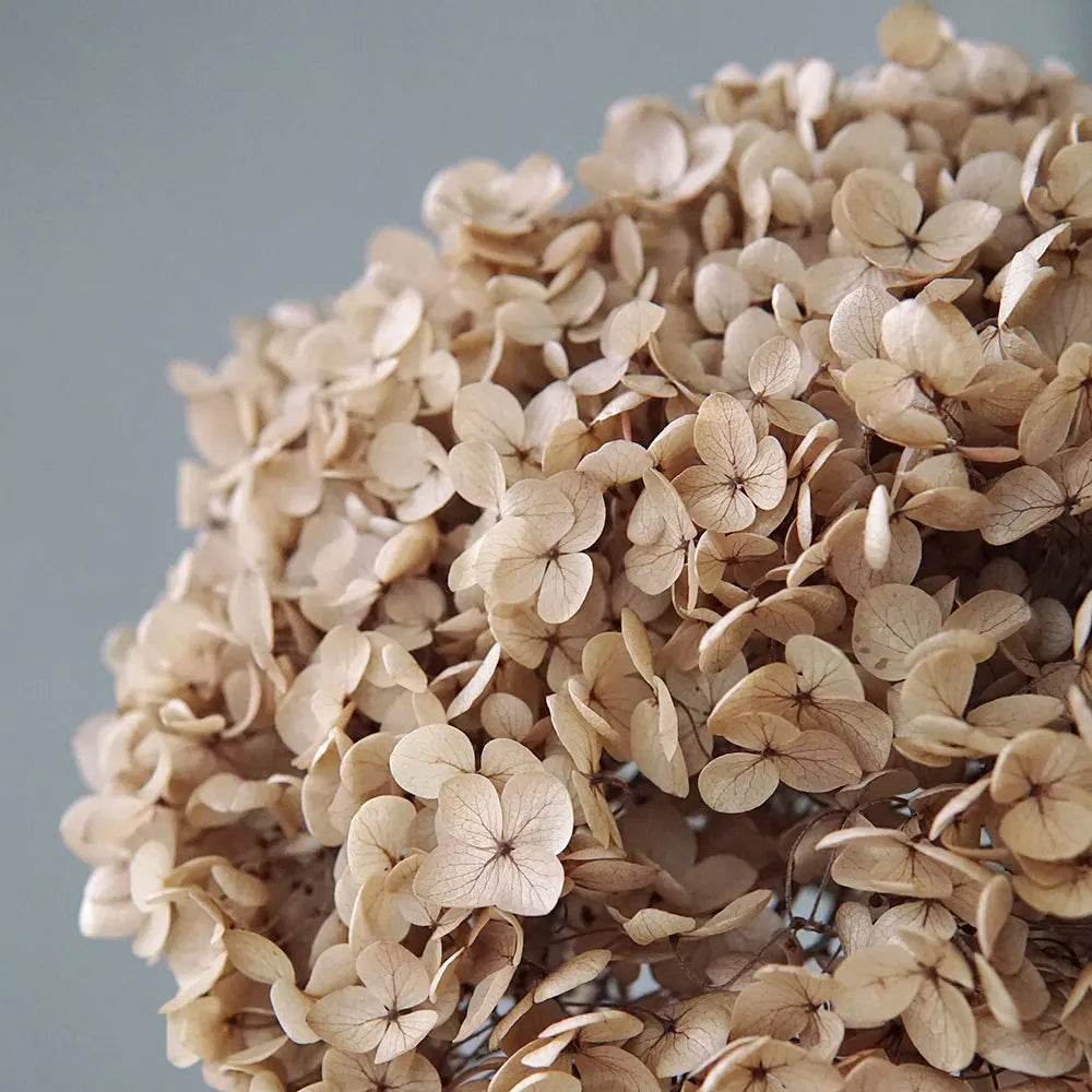 Anna Hydrangea (Color 123-164) Flowers Little Leaves Preserved Hydrangea Home Decor DIY Material Epoxy Resin Handmade Flowers
