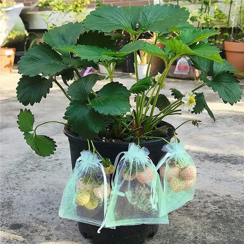 50/100 Fruit Protection Bags Anti-Bird Garden Netting Bags Strawberry Grapes Mesh Bag Plante Vegetable Netting Cover Garden Tool