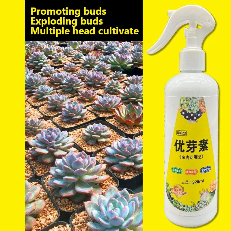 NEW Succulent Plant Eugenin Promotes Budding, Dwarf Fat, Prevents Leggy Organic Granules 320ml