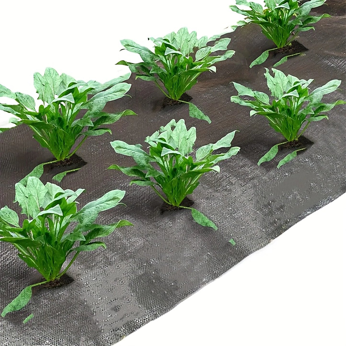 Black Weed Control Cloth with Planting Holes, Suitable for Garden and Yard Use, Vegetable and Fruit Planting, and Weed Control