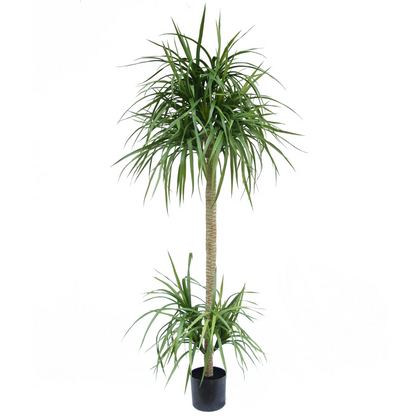 180cm Dracaena Realistic Artificial Tree