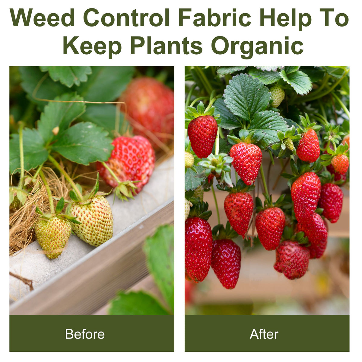 Outsunny 2m x 50m Weed Control Membrane, Heavy Duty Weed Control Barrier Fabric, 100gsm Ground Cover for Patios, Garden