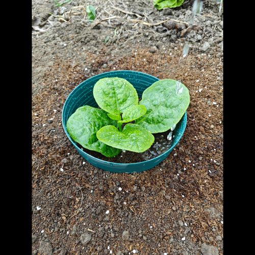 Set of 5 Watering Rings